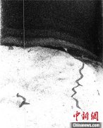 深海生物如何打造其生态环境?国际最新研究发